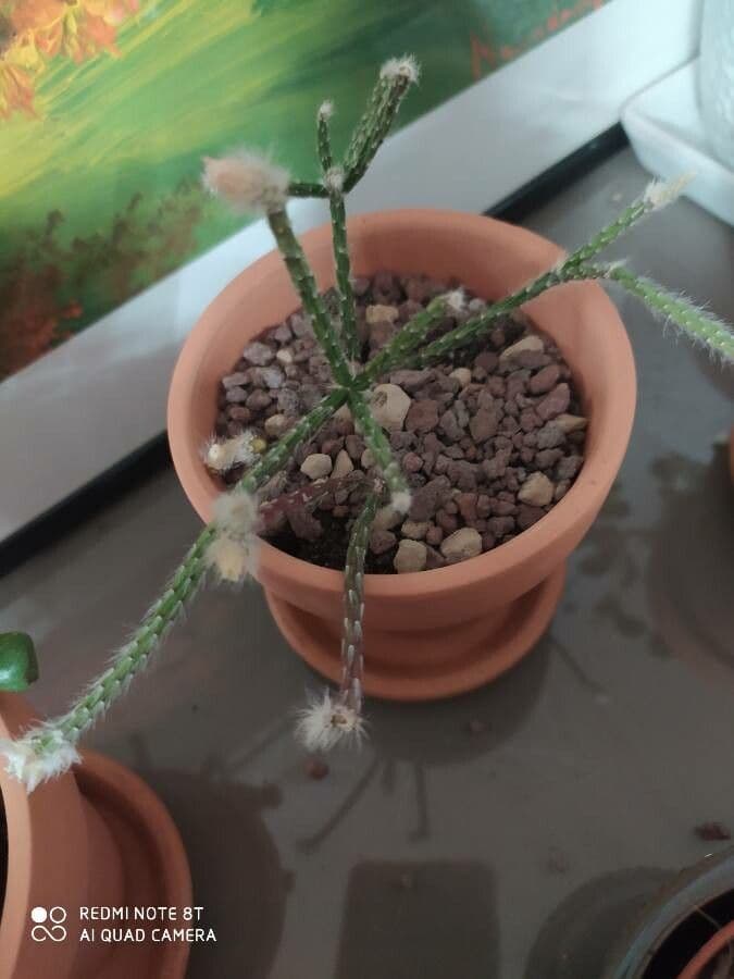 Rhipsalis 17