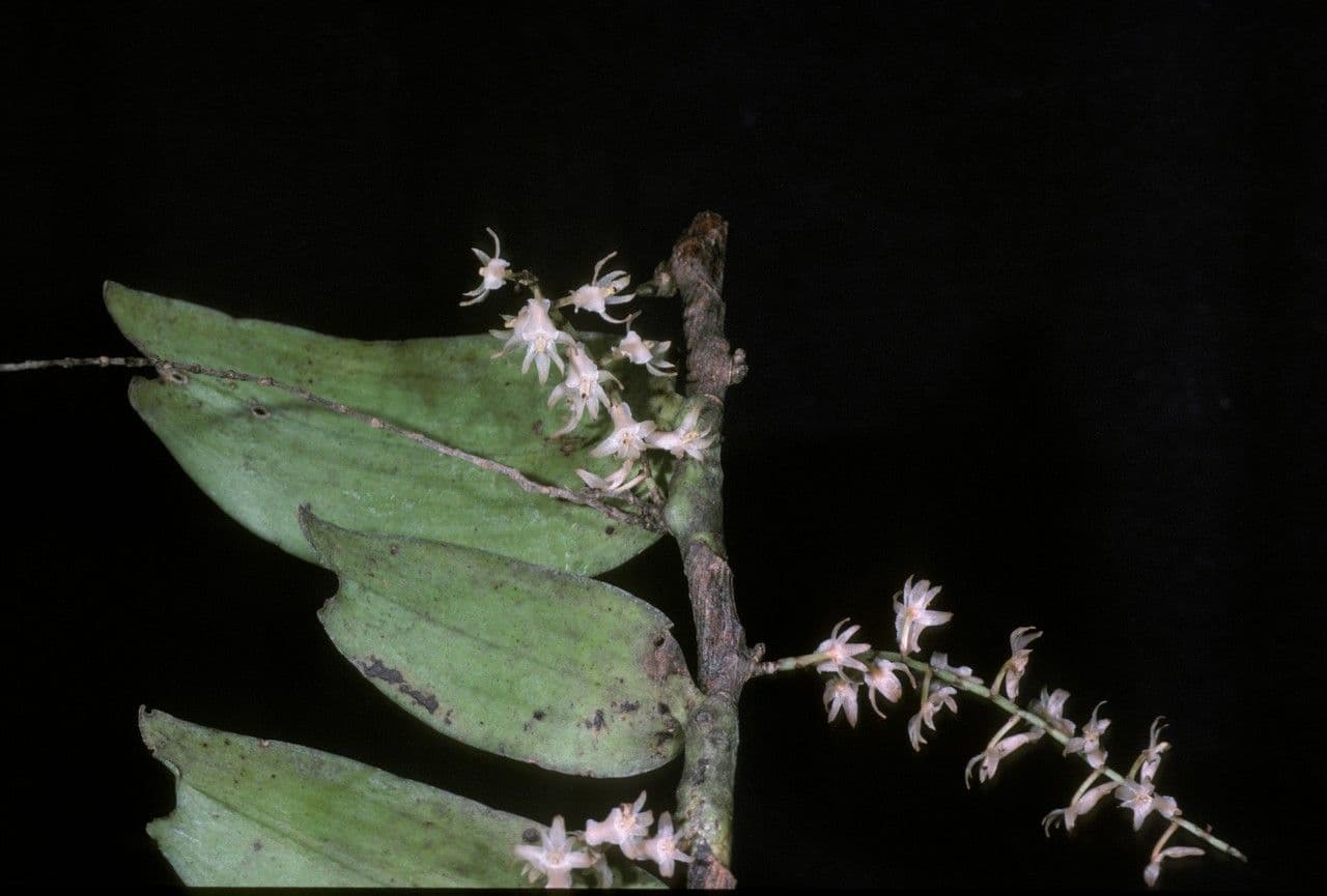Diaphananthe 2