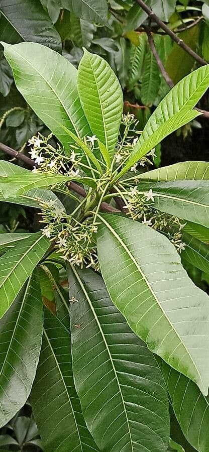 Alstonia 2