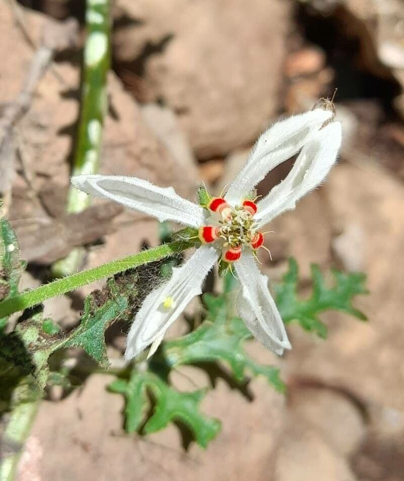 Blumenbachia 8