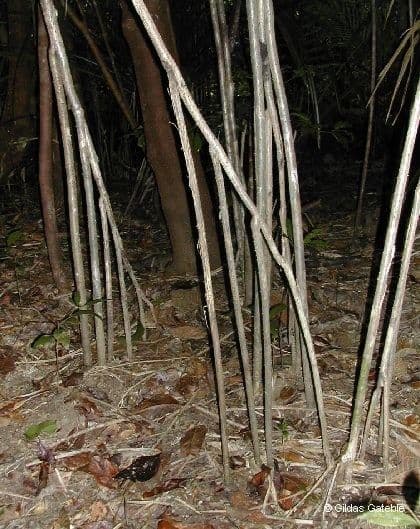 Pandanus 4