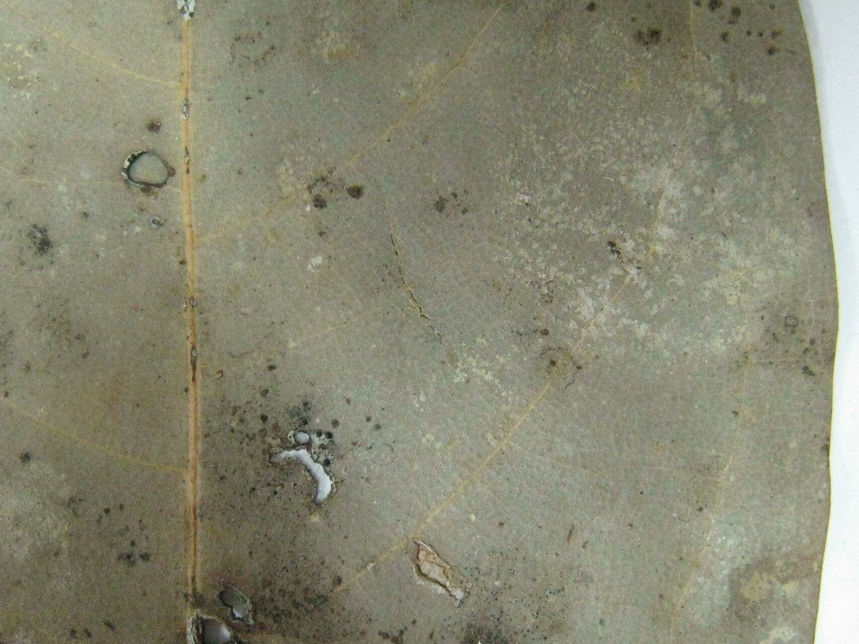 Aniba 7