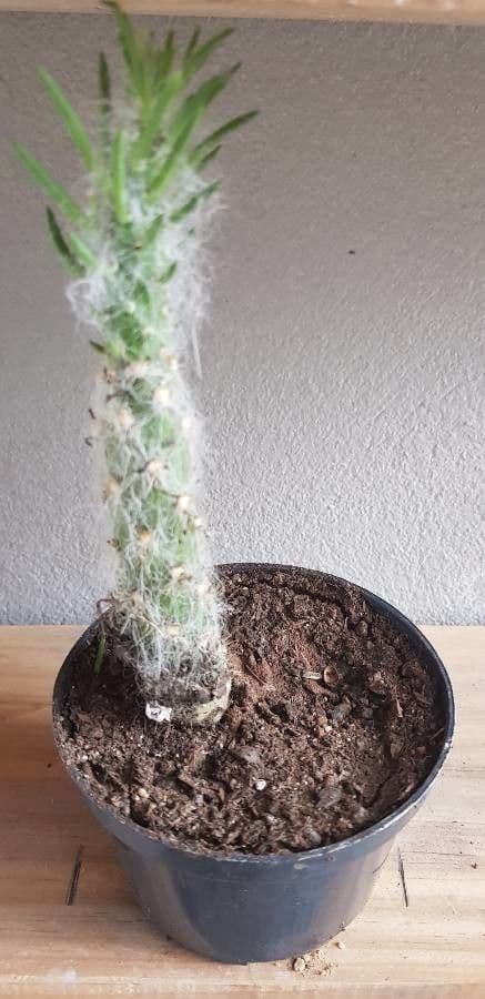 Austrocylindropuntia 2
