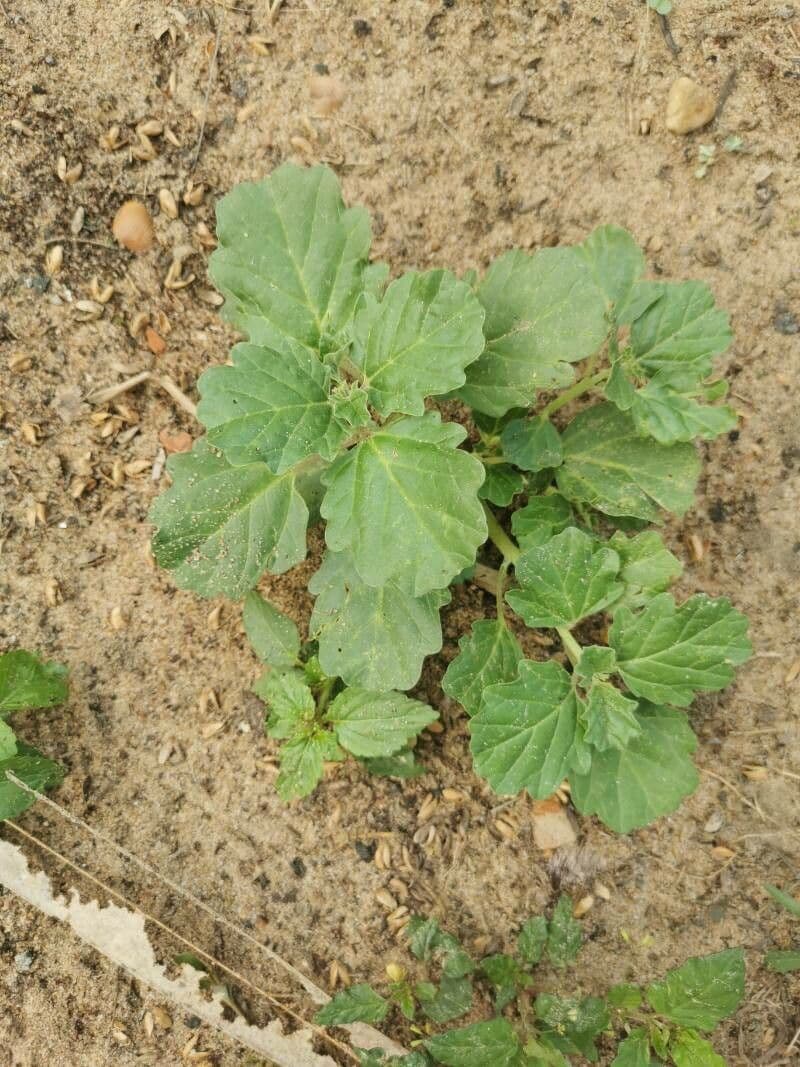 Pedalium murex 11