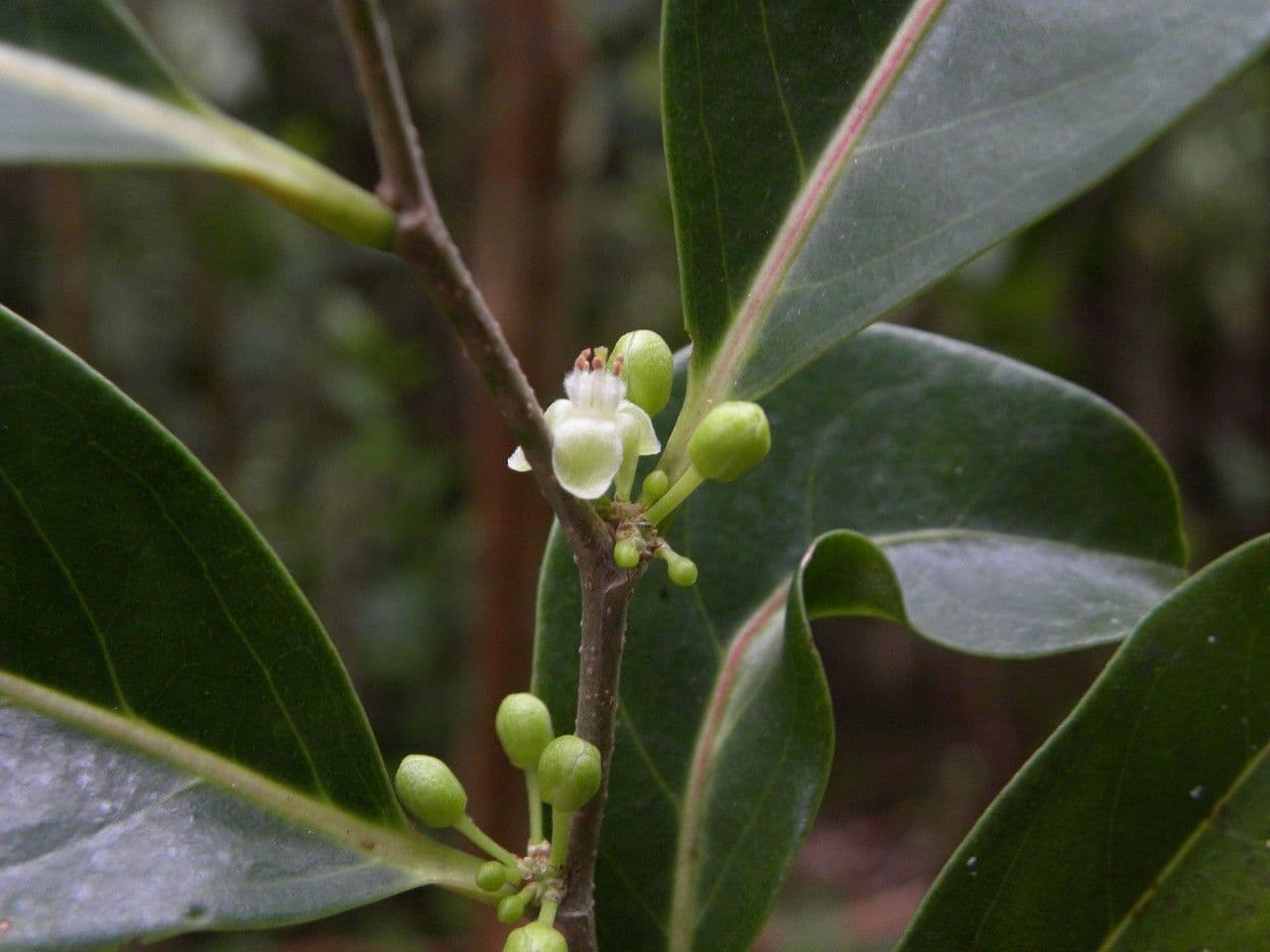 Casearia 5