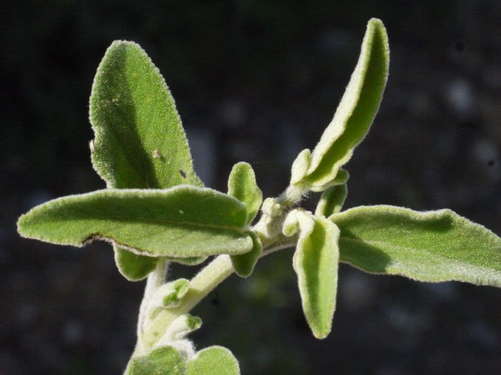Salvia 26