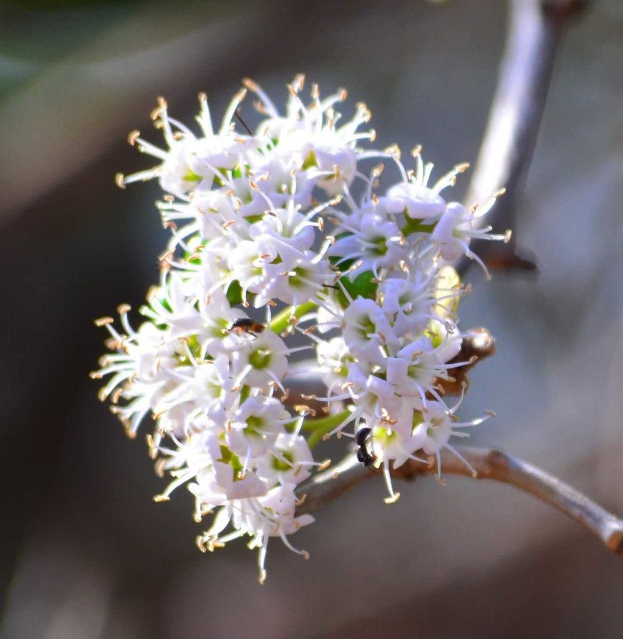 Ehretia 8