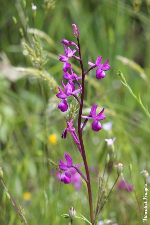 Orchide di palude 5