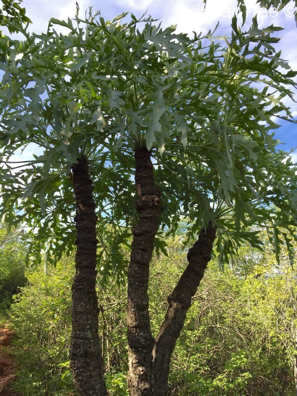 Kussonie 8