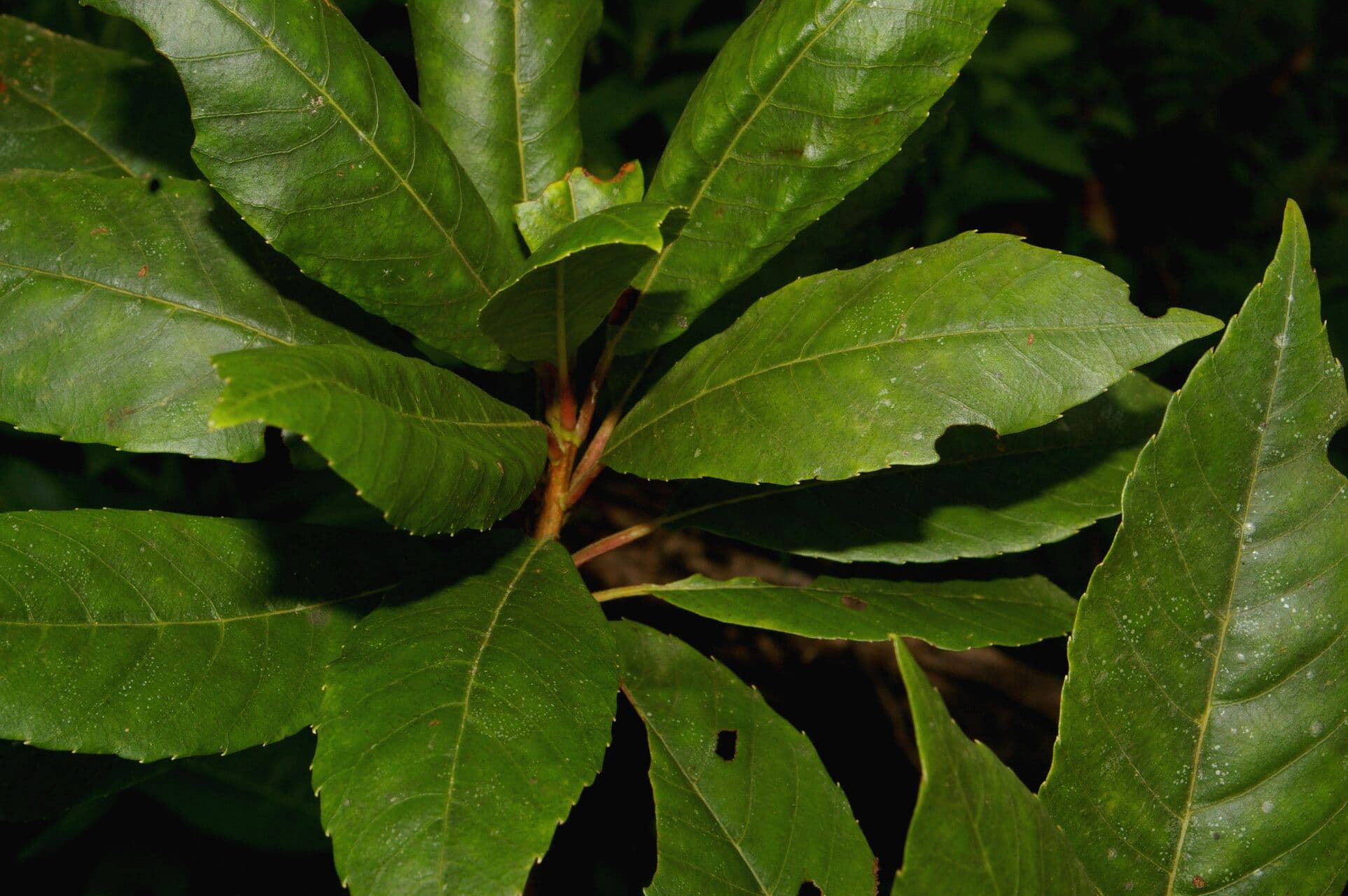 Clethra 9