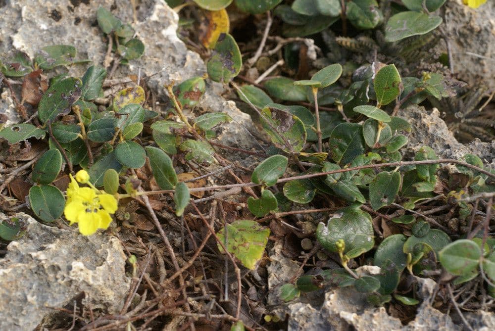 Stigmaphyllon 9