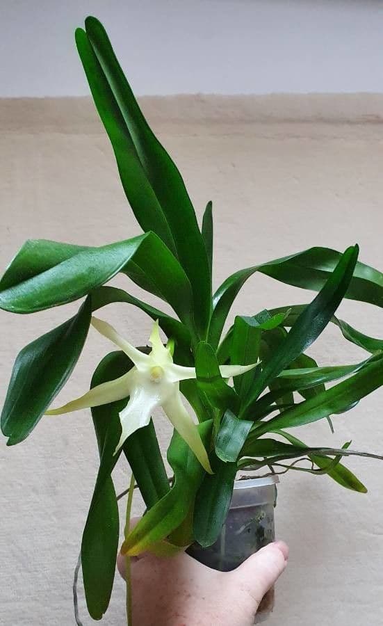 Orchidea di Darwin 7