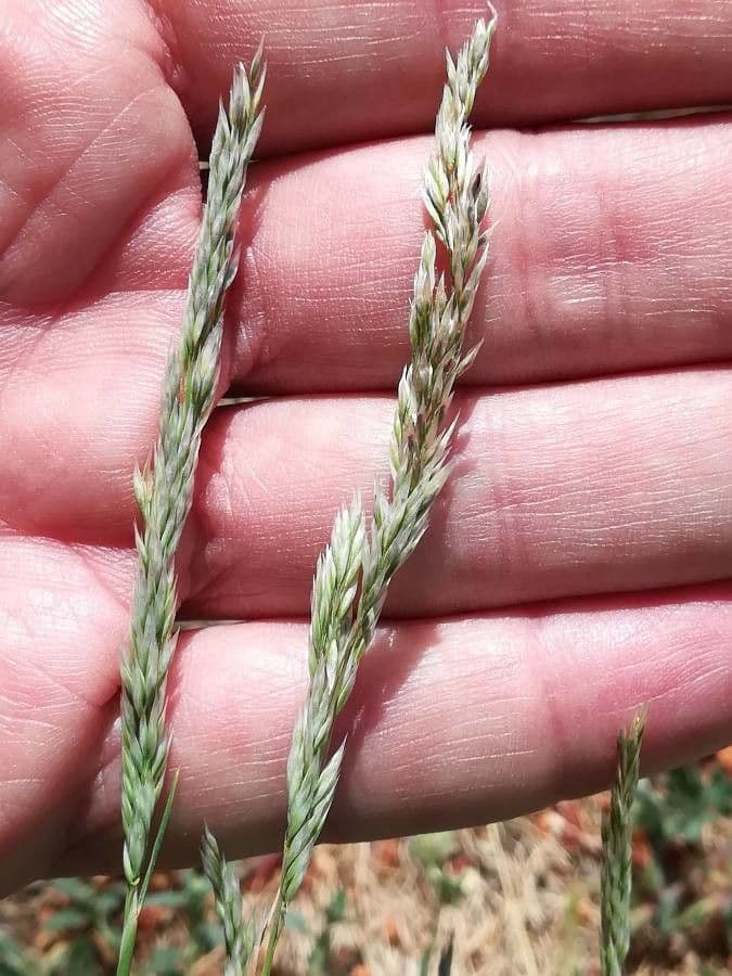 Festuca indigesta 3