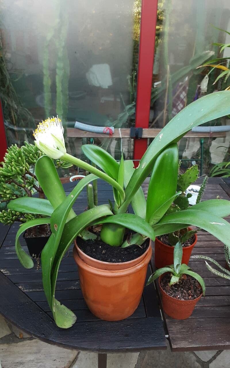 Haemanthus 18