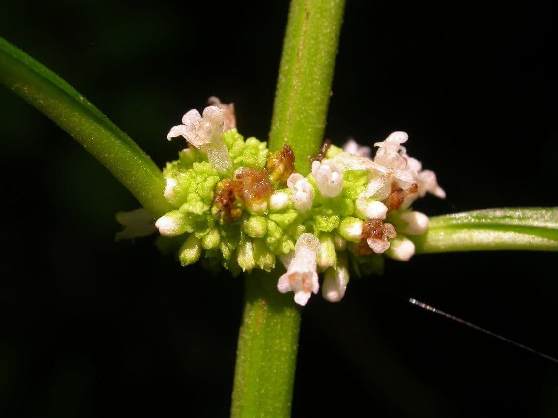 Lycopus virginicus 3