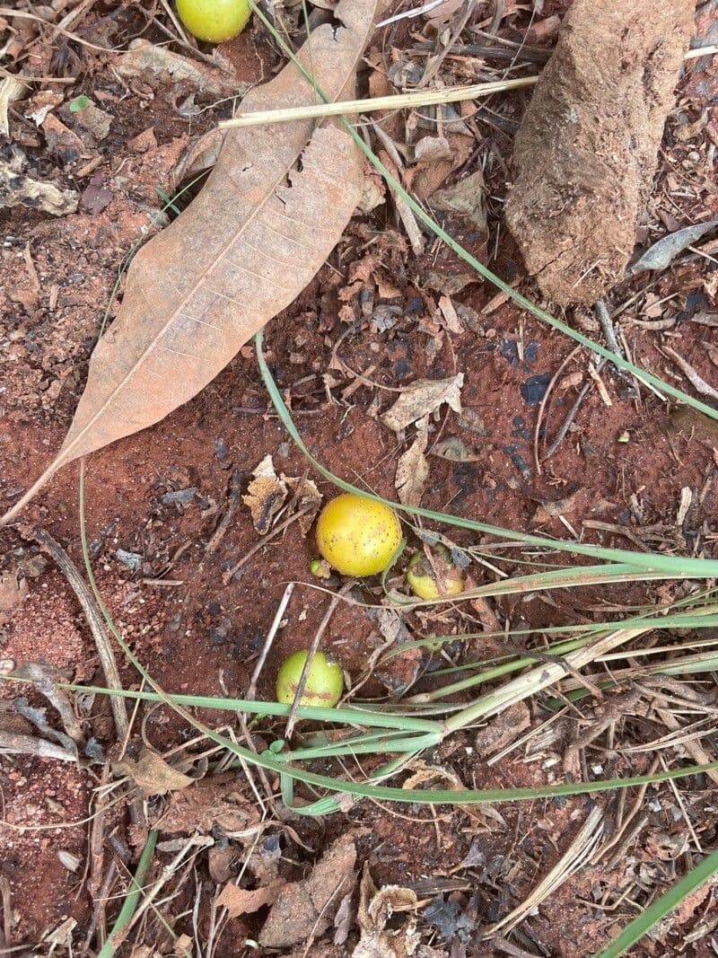 Gmelina arborea 4