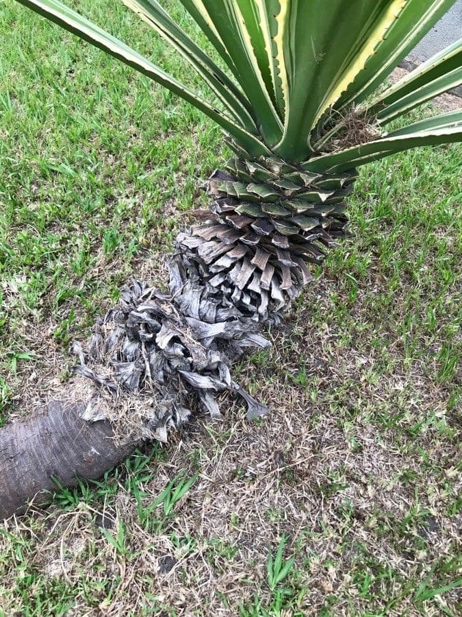 Sisal selvatico 13