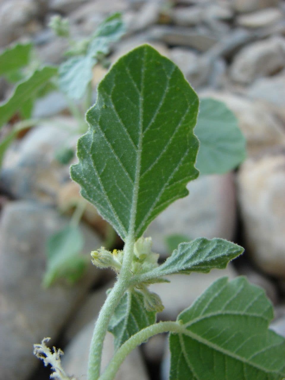Chrozofora 18