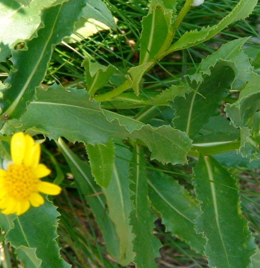 Greiskraut 16