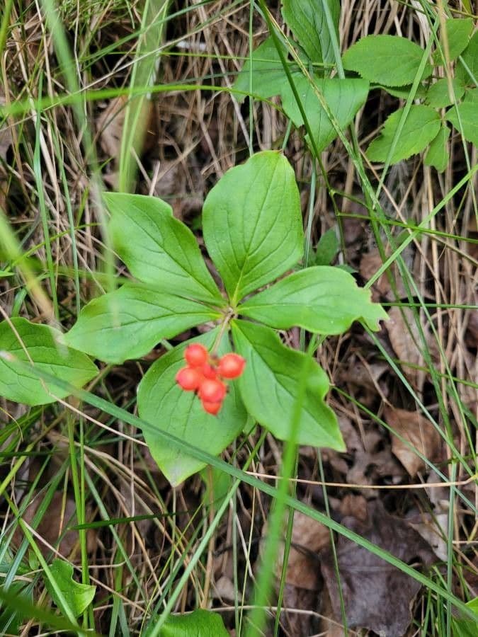 Cornus de Canadá 18
