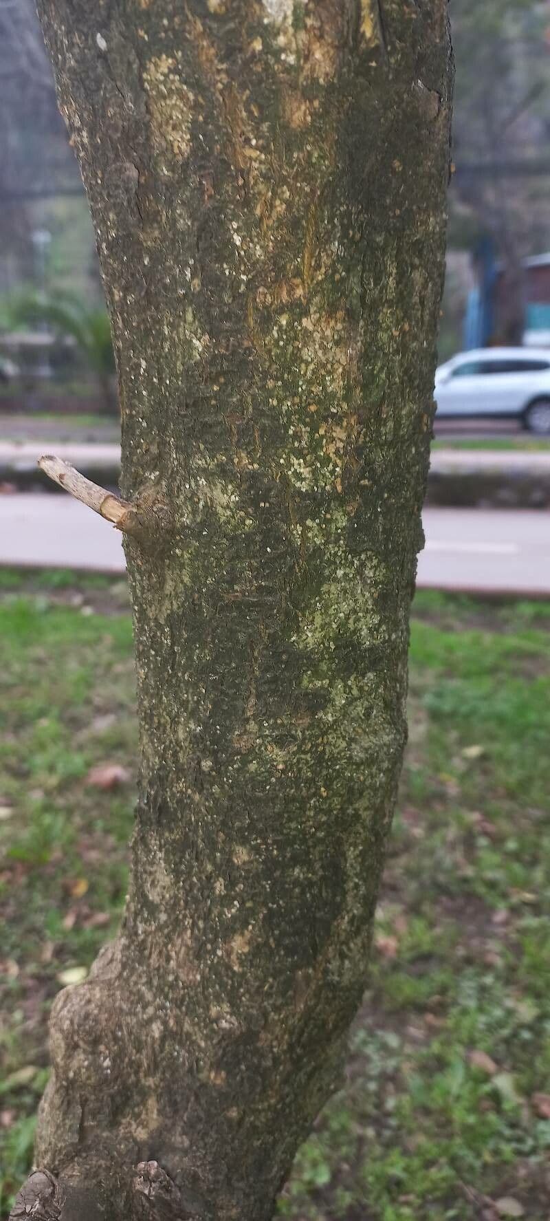 Borówka brusznica 23