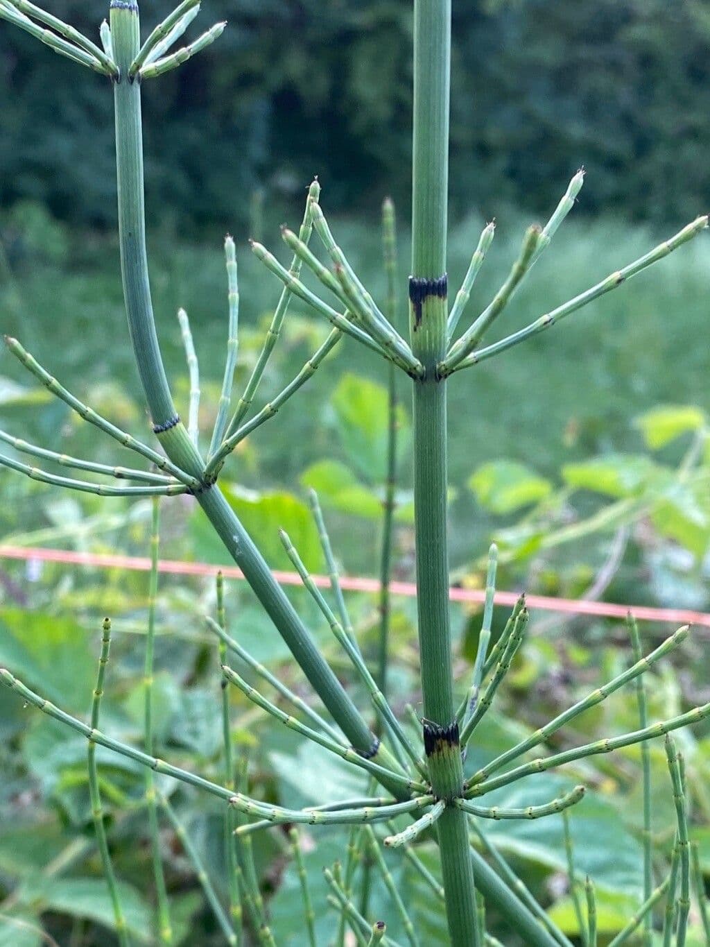 Prêle rameuse 19