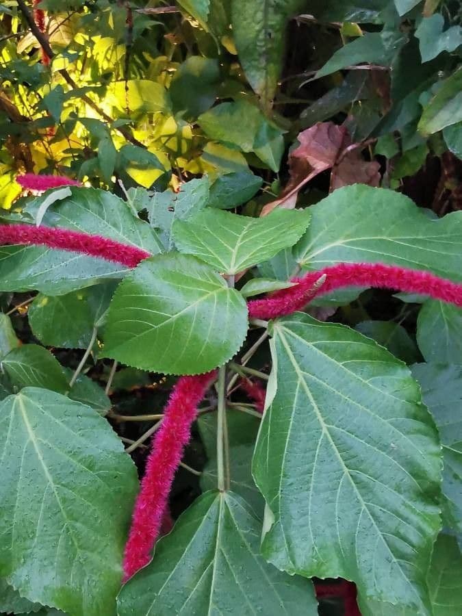Acalypha a spiga grande 11