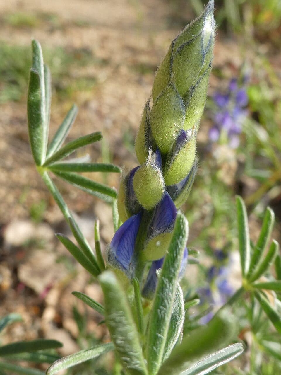 Schmalblättrige Lupine 25