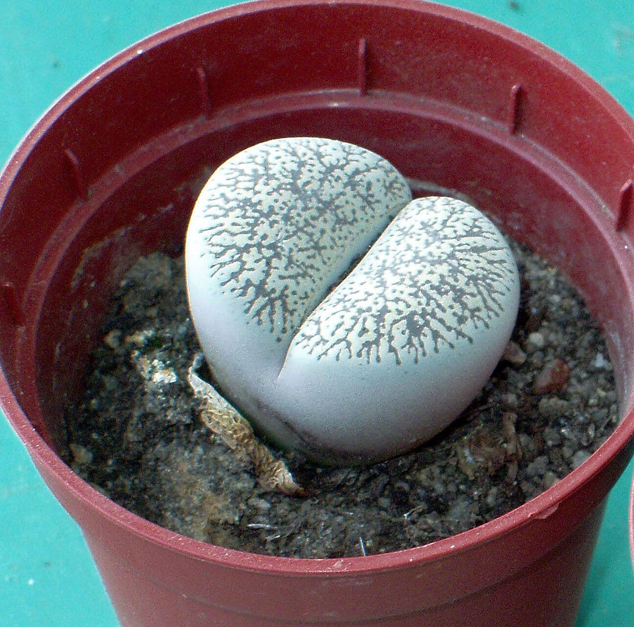 Lebender Stein 6