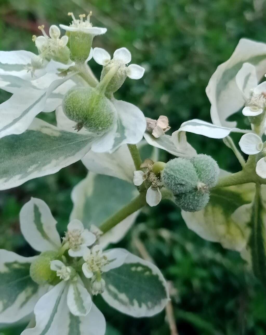 Euforbia marginata 2
