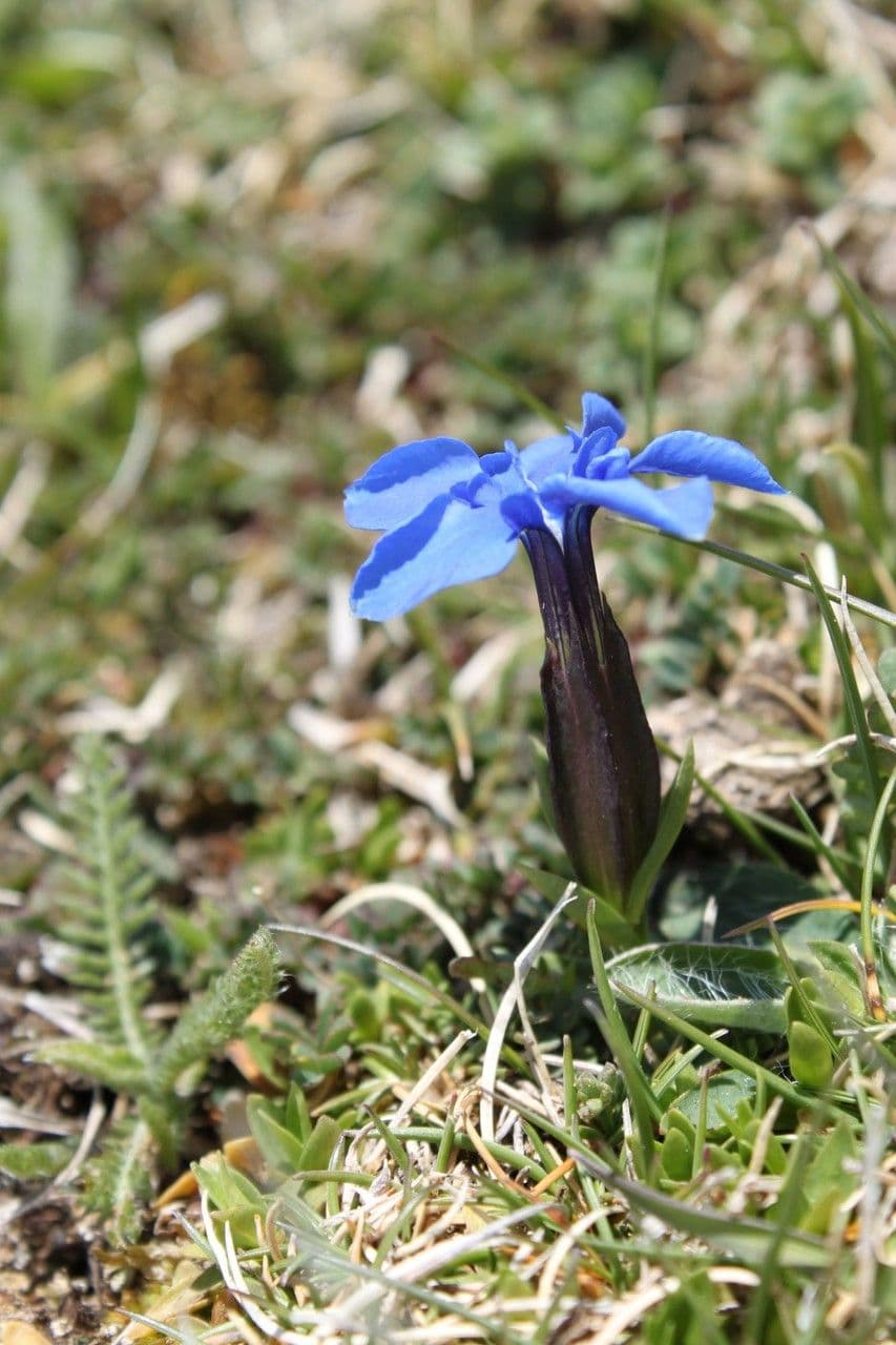 Genziana minore 6