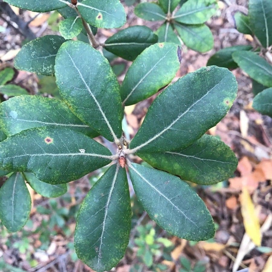 Quercia 3