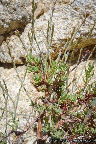 Eriogonum Wrightii 16