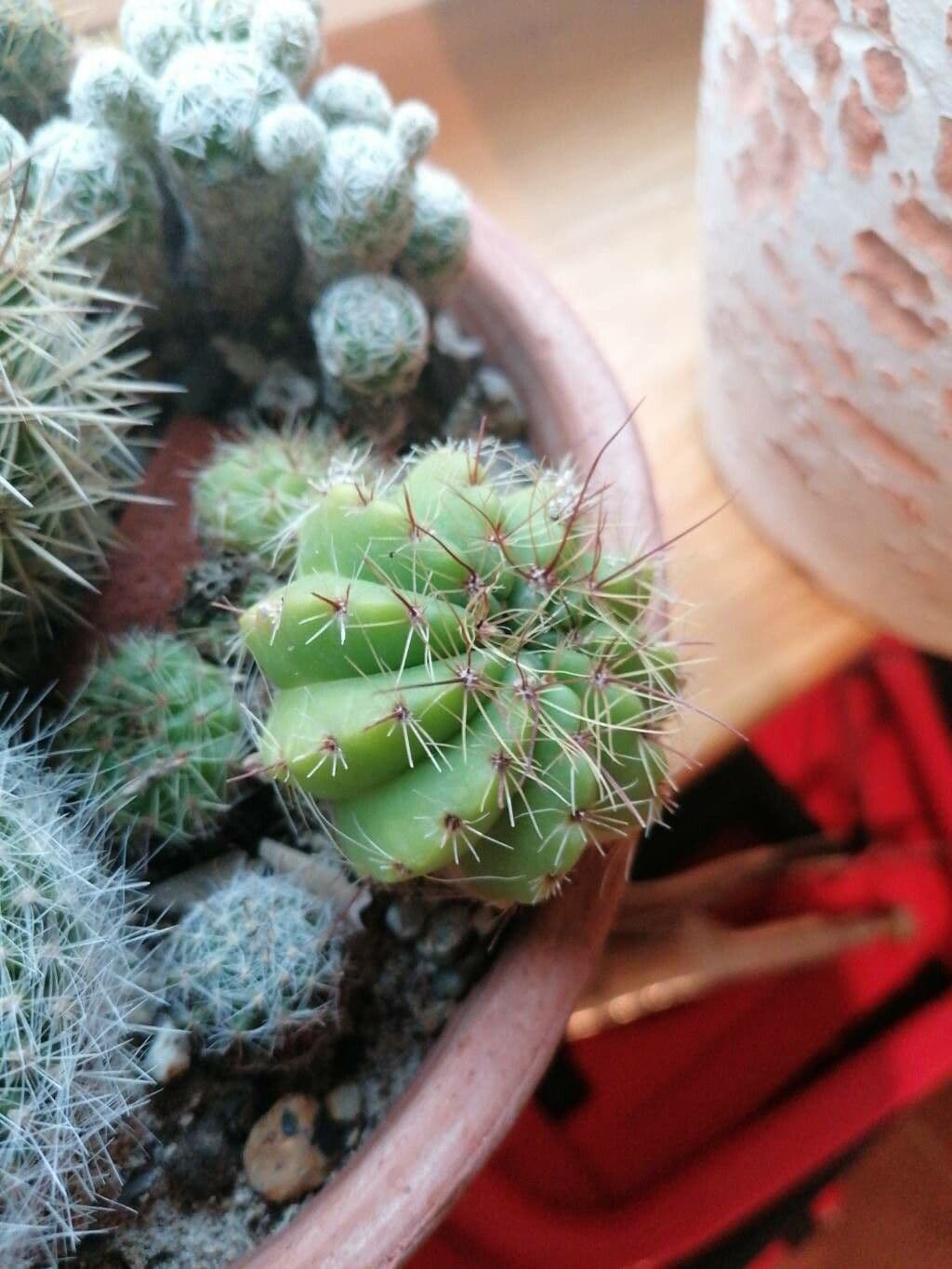 Parodia 6