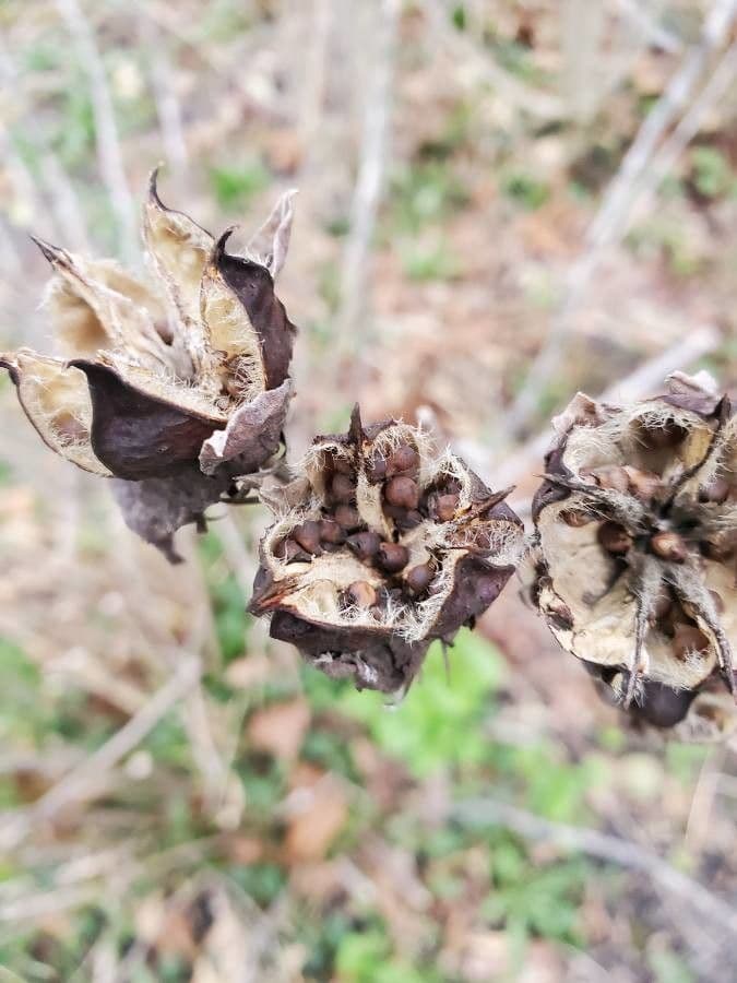 Ibisco delle paludi 5