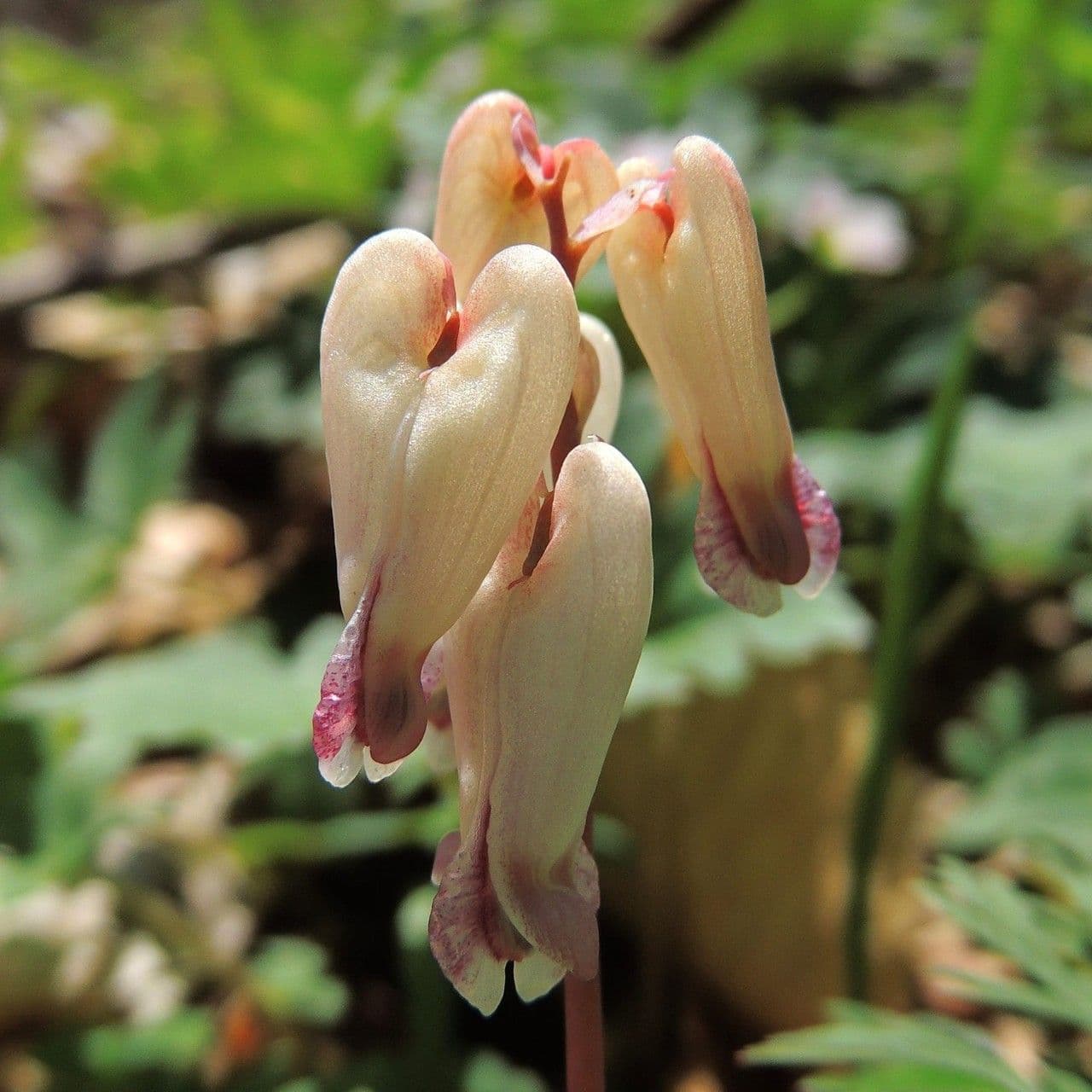Dicentra canadese