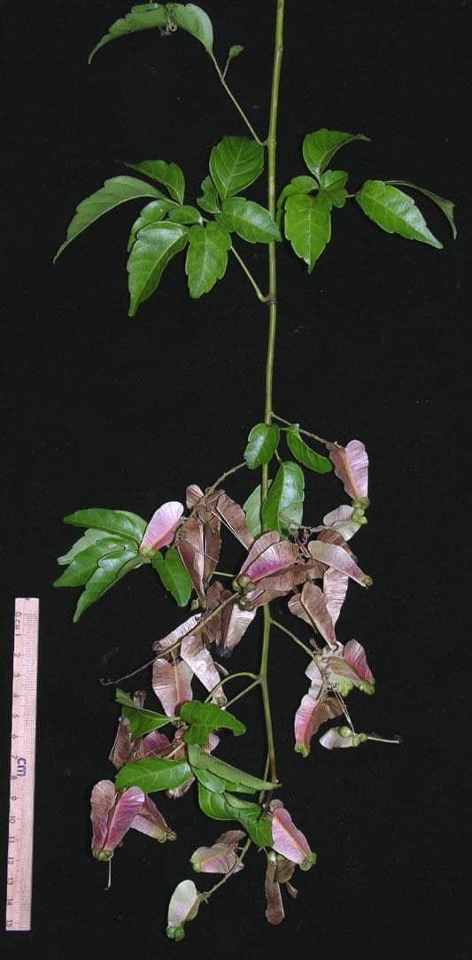 Serjania 11