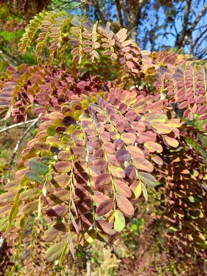 Stryphnodendron 5