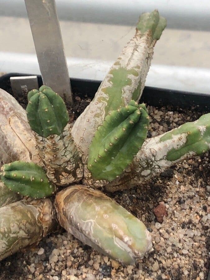 Cactus 6