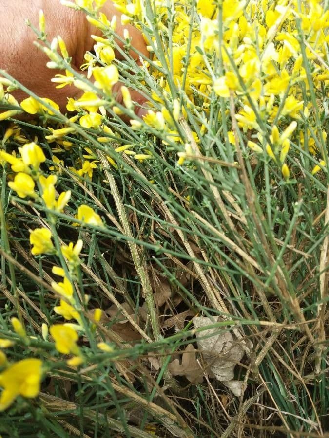 Ginestra cenerina 24