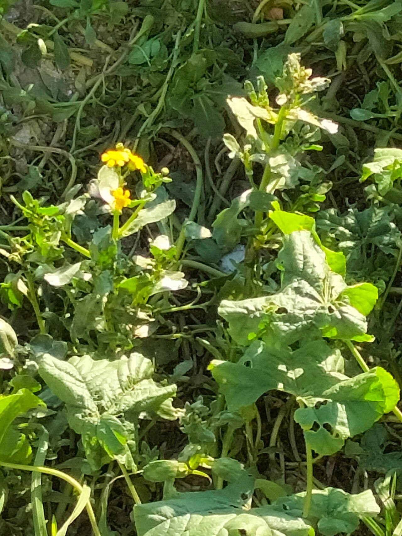 Senecione