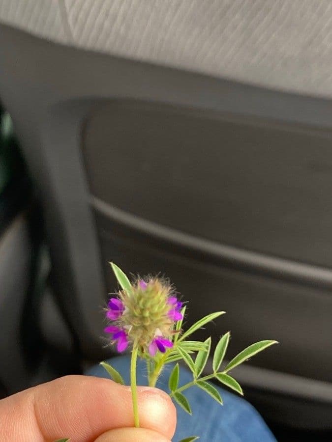 Dalea 2
