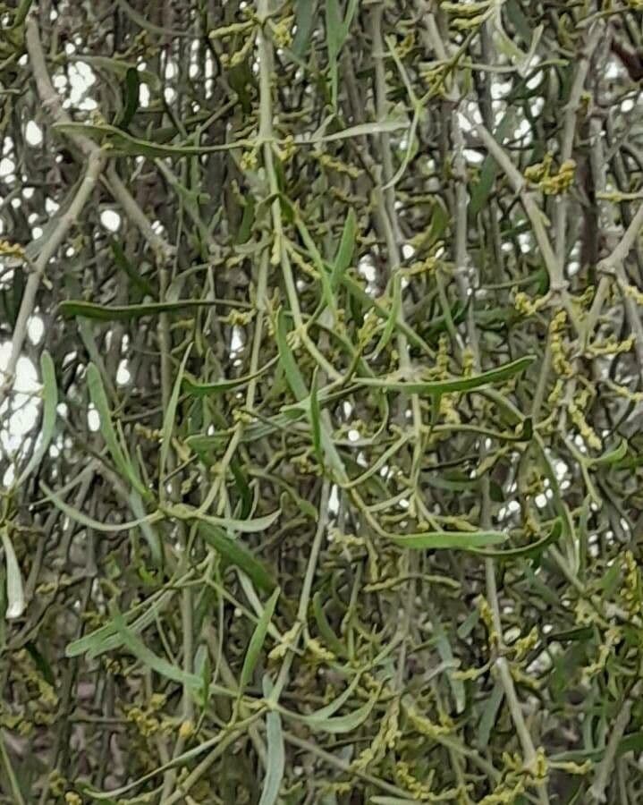 Phoradendron 15