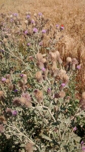 Cardo campestre 5