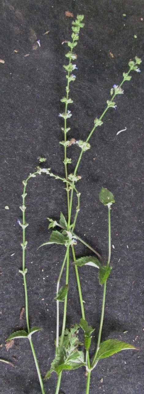 Salvia 17