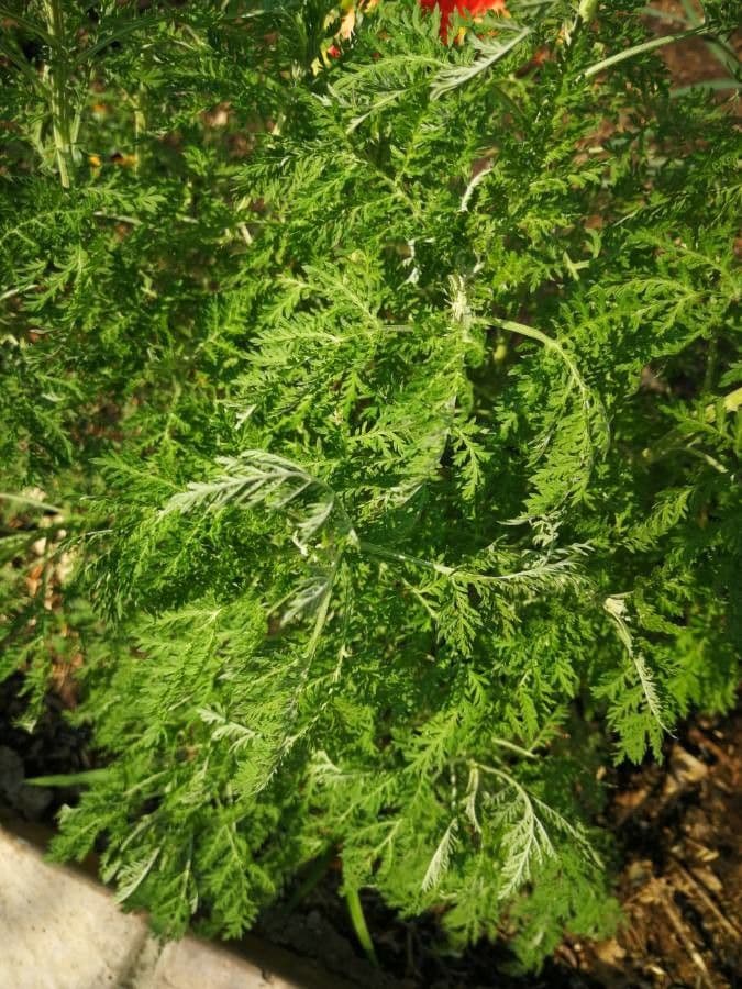 Artemisia afra 5