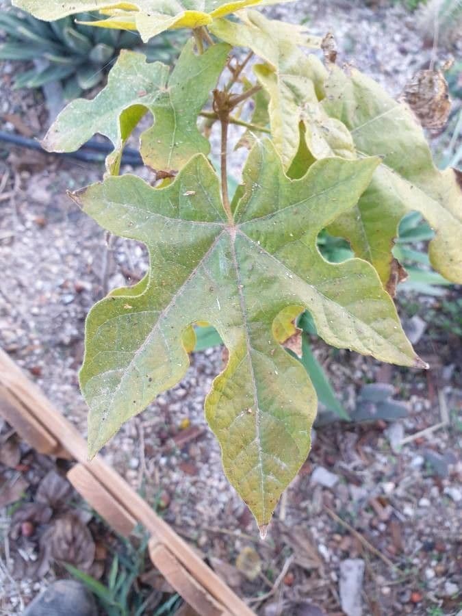 Brachychiton 12