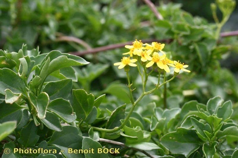 Senecio angulatus 27