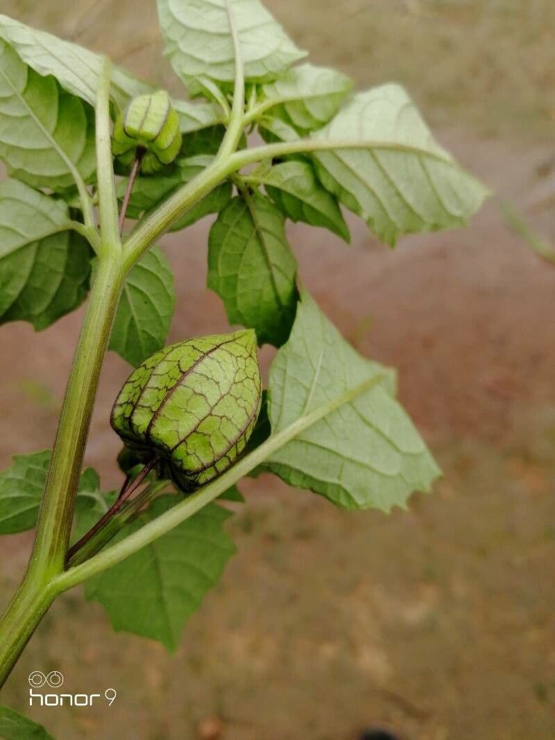 Tomatillo 7