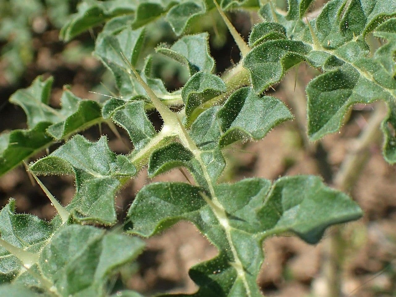Solanum citrullifolium 12